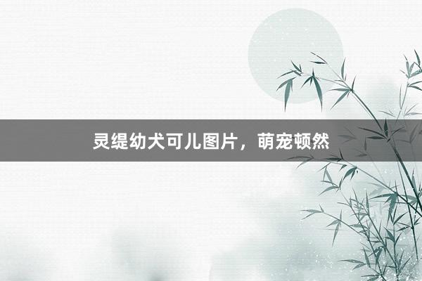 灵缇幼犬可儿图片，萌宠顿然